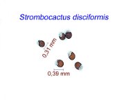 Strombocactus disciformis .jpg